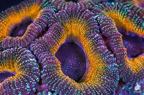 A Close Up Of An Acanthastrea Sp Coral Coral Reef Photography Macro