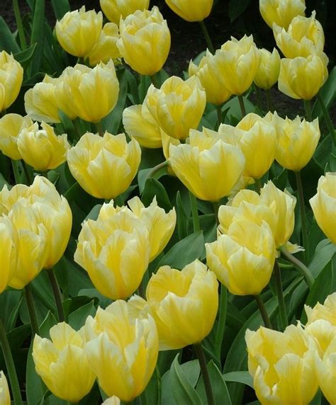 Tulip Sweetheart Emperor Tulips Tulips Flower Bulb Index Bulb