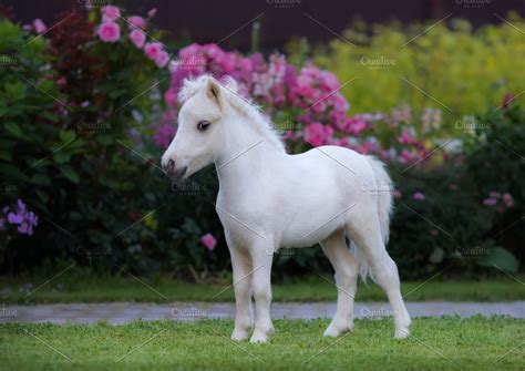 White Foal American Miniature Horse High Quality Animal Stock Photos