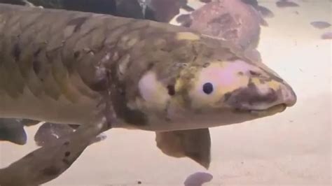 Methuselah The Worlds Oldest Aquarium Fish Ordo News