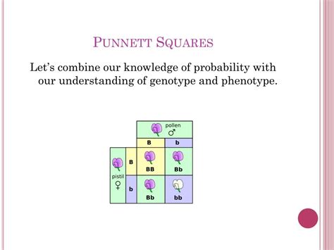 Ppt Probability Punnett Squares Powerpoint Presentation Free