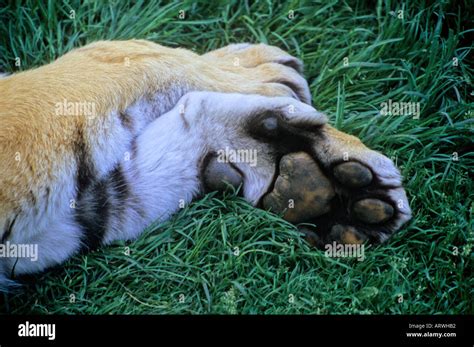 Siberian Tiger Paws Stock Photo Alamy