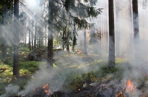 Hd Wallpaper Burning Fire Forest Forest Fire Rocks Smoke Trees