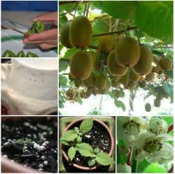 There are different kinds of apples. How to Grow Apple trees from Seed