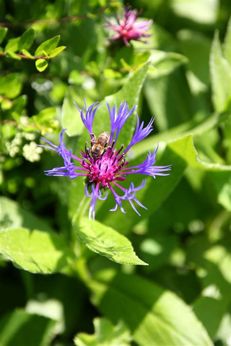 Free Images Nature Blossom Meadow Leaf Purple Bloom Green Herb