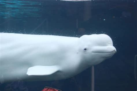 Beluga Whale Remarkable And Unusual Our Breathing Planet