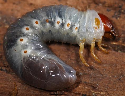 All Of Nature June Bug Larvae Demo Insect Breathing Spiracles