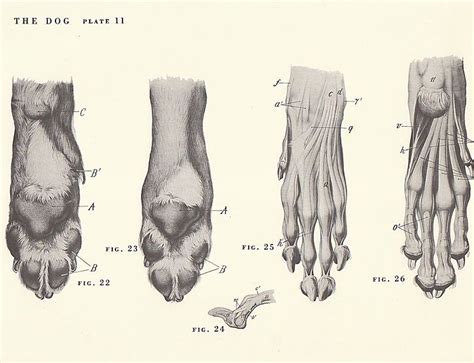 Dog Paw Bones Anatomy