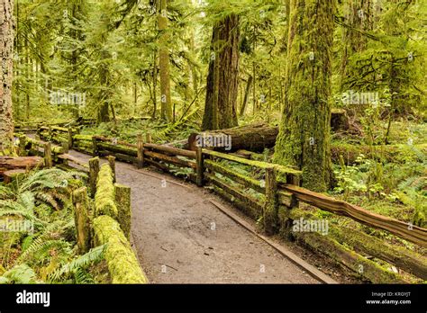 Macmillan Provincial Park Vancouver Island British Columbia Canada