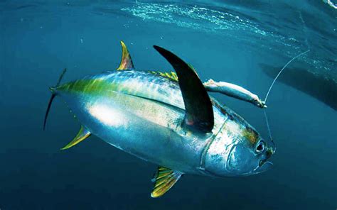 Hover over the profile pic and click the following button to unfollow any account. Tuna Fishing - Fish Charter Curacao