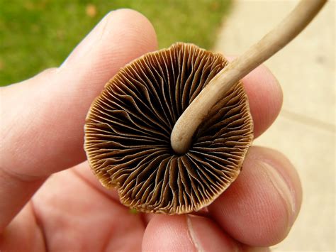 Mushroomer Little Brown Mushroom Lbm
