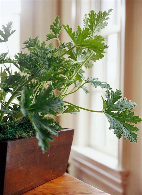 16 Top Fragrant Indoor Plants Better Homes And Gardens