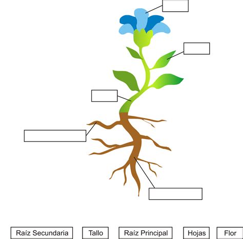 Lista 95 Foto Las Plantas Y Sus Partes Para Niños De Primaria Cena Hermosa