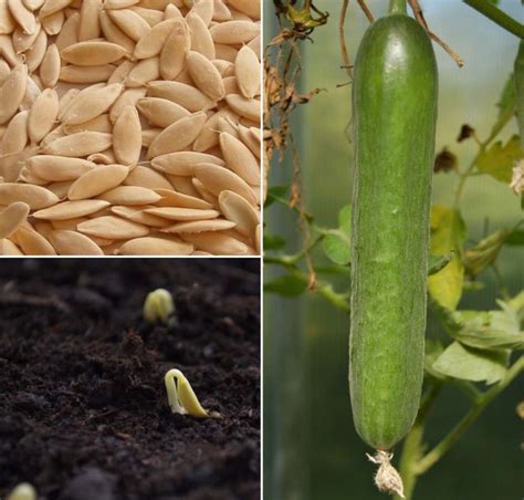 Cucumber Seed Germination Time Period Temperature Gardening Tips