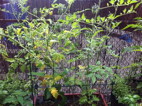 Tomato Leaves Turning Yellow Red Garden Clogs