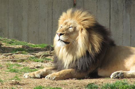 Lion Mane Animal Free Photo On Pixabay Pixabay