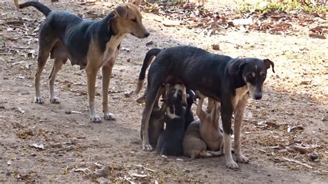 Woman Breastfeeds Puppies Video Telegraph