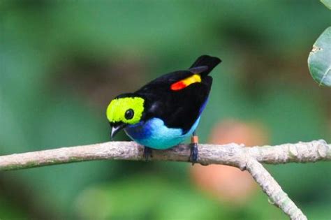 South america is full of rare, unique, and exotic species that you can't find anywhere else in the world. Amazon rainforest birds pictures - Just for Sharing