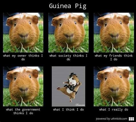 Resultado De Imagem Para Guinea Pig Funny Pictures Memes Presunto