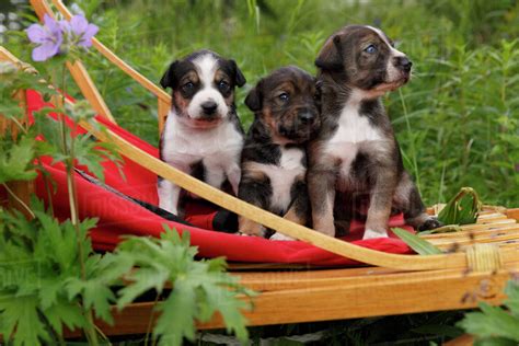Alaskan Husky Sled Dog Puppies Sit In Sled Outdoors Southcentral