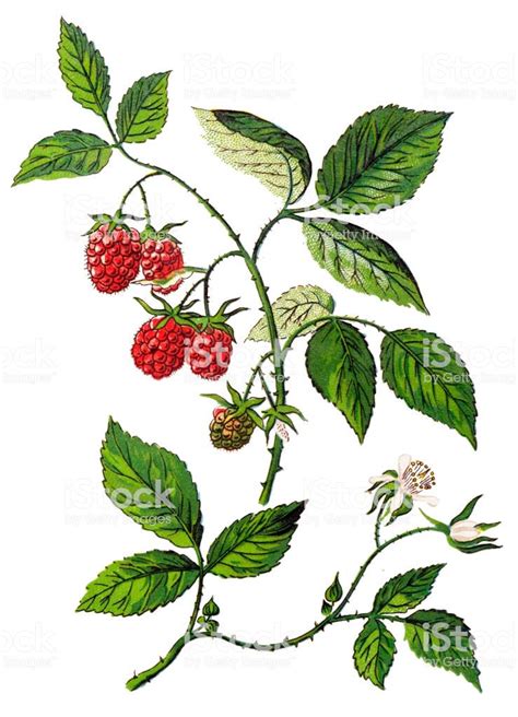 Rubus Idaeus Raspberry Also Called Red Raspberry Or Occasionally As