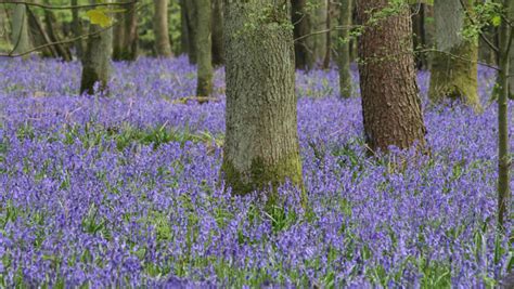 Bluebell Facts And Health Benefits