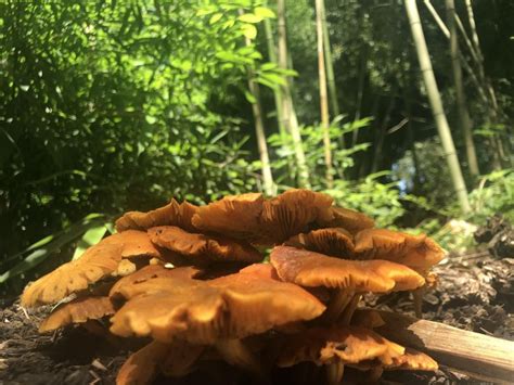 Bamboo Grove Birmingham Botanical Gardens Mushrooms Fungi Nature