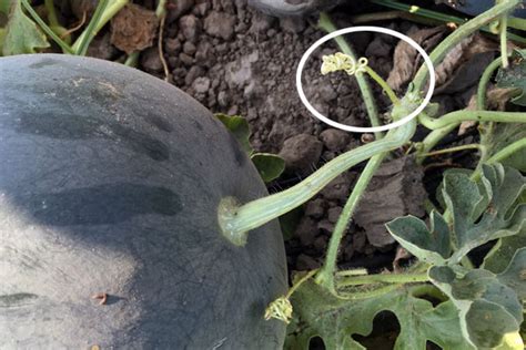 I would never buy a watermelon out of season because i know a tasteless one is heartbreaking. When to Harvest Watermelon | Brown Thumb Mama®