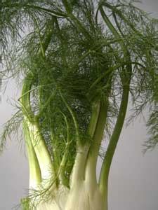 I don't want to go another season without pesto! Kirsten Anderberg's Herbal Garden - Fennel