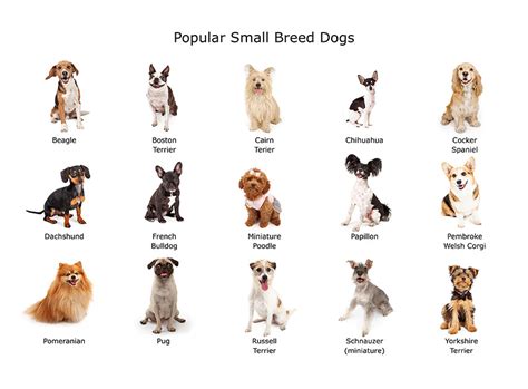 Small Dog Breeds Choosing The Right Dog For You Dogs Guide Omlet Us