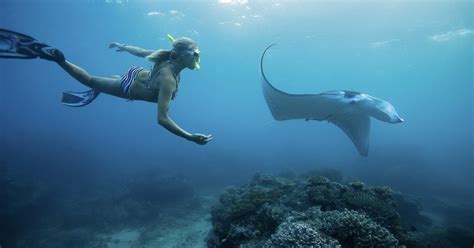 From Bali Swim With Manta Rays In Nusa Penida GetYourGuide