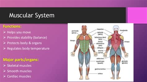 Muscles are responsible for our ability to do everything from getting out of bed in the morning to walking the dog and carrying the groceries inside. Human body systems (booklet review)