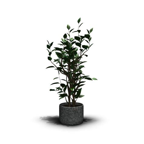 House plant - Design and Decorate Your Room in 3D png image