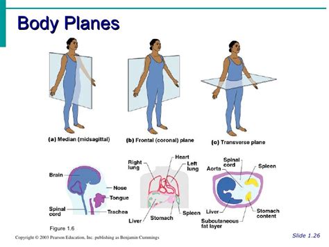 Right upper quadrant fossa (ruq) . Science Department's Site / Unit 1: Body Orientation