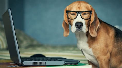 1620 Dog With Glasses Using Computer Hd