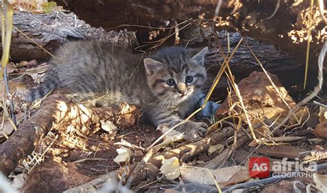 Watch African Wildcat Kitten In My Garden Africa Geographic