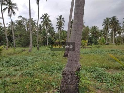 Land Land For Sale In Wariyapola Saleme Lk