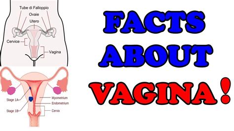 top 10 facts about vagina amazing facts new 2017 youtube