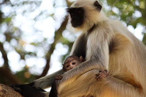Free Images Animal Photography Ape Baby Monkey Blur