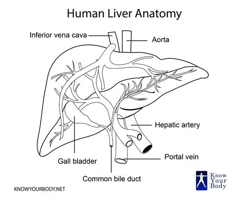 Diagram Of Liver With Labelling Liver Anatomy Labelled Illustration Images