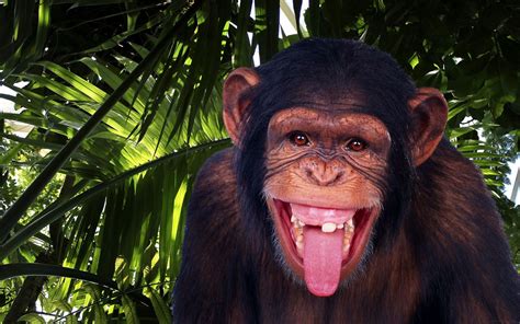 خلفيات قرد الشمبانزي ضحك صور مضحكة للشمبانزى Chimpanzee Wallpapers 2024 صقور الإبدآع