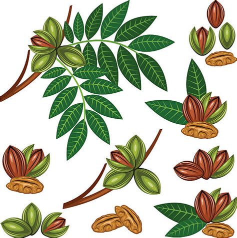 Pecan Illustrations Royalty Free Vector Graphics And Clip Art Istock