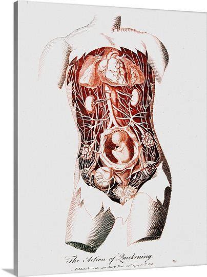 External organs and internal organs of the female reproductive system with structure, functions and the organs in the female reproductive system are divided into external organs and internal organs. Pin on pregnant