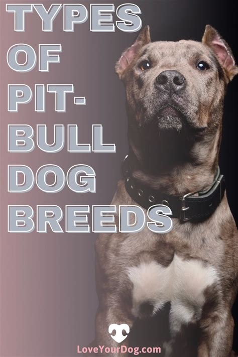 Types Of Pitbulls Differences Appearances Traits And Pictures Video
