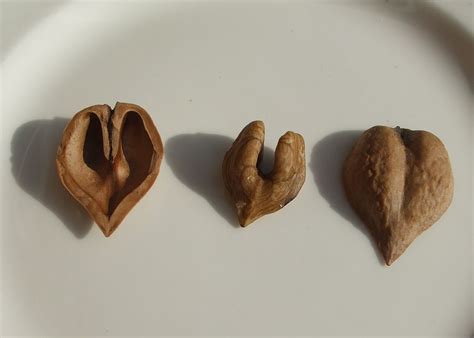 Gods Growing Garden Heartnuts Heart Shaped Nuts With A Hearty Taste