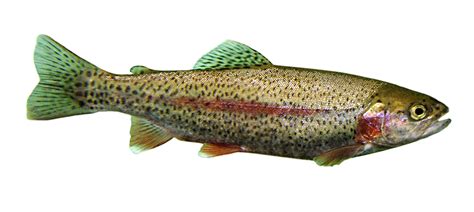 Rainbow Trout Natural Atlas