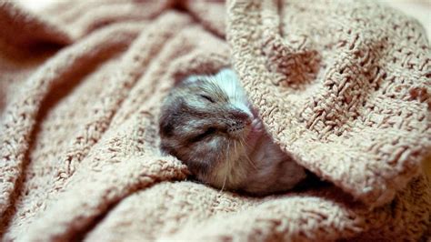 8 Proven Ways To Keep Your Hamster Warm