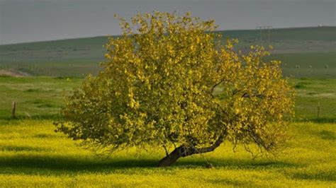 Mustard Seed Tree
