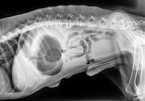 Abdominal Swelling In Dogs And Cats Internal Medicine For Pet Parents