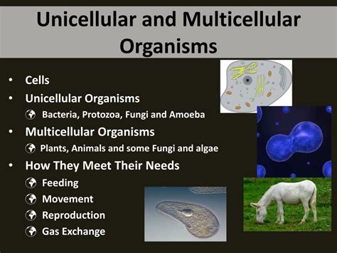 Ppt Unicellular And Multicellular Organisms Powerpoint Presentation